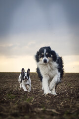 Border collie and french buldog are running on the field. Trey are so crazy dog on trip.