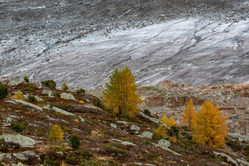 Larch trees in autumn with glacier in the background