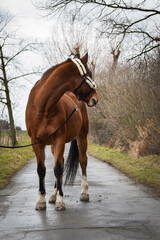 Obraz premium Horse is walking outside with his owner. He is waiting for his rider.