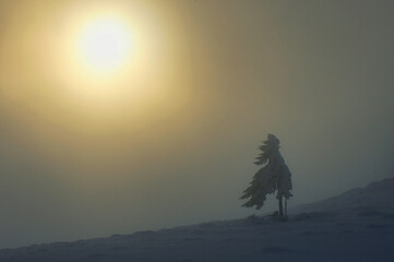 Tree in Winter in Ciucas Mountains, Romania