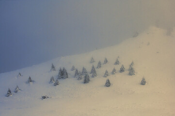 Trees in Winter in Ciucas Mountains, Romania
