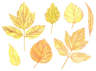 Fototapeta na wymiar Watercolor colorful Autumn leaves set. Hand painted illustration