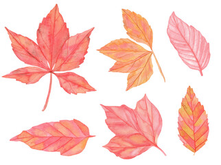 Watercolor colorful Autumn leaves set. Hand painted illustration