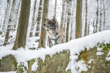 Akita inu dog with gray fur standing on a rock in the forest during winter with lots of snow