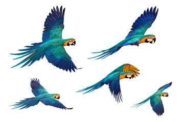Colorful parrots flying isolated on transparent background png file. High quality instant download parrot png	