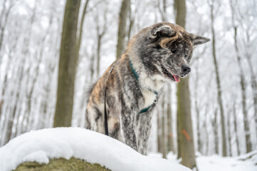 Akita inu dog with gray fur standing on a rock in the forest during winter with lots of snow