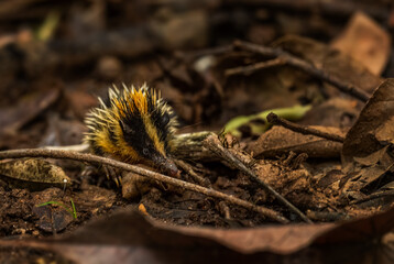 Lowland Streaked Tenrec - Hemicentetes semispinosus, beautiful unique small mammal from Madagascar tropical forests, Andasibe National Park, Madagascar.