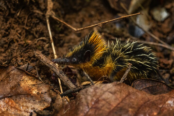 Lowland Streaked Tenrec - Hemicentetes semispinosus, beautiful unique small mammal from Madagascar tropical forests, Andasibe National Park, Madagascar.