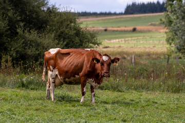 Fototapeta na wymiar red holstein cow in a pasture