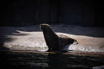 Sealion is sleeping in habitat in his own swimming pool in zoo. This is his habitat.
