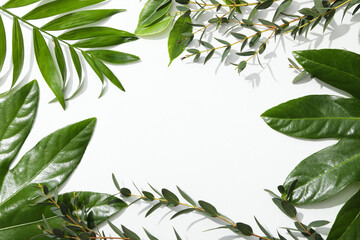 Concept of summertime, leaves, summer and nature concept