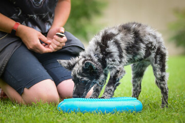 Dog is teaching new things on training. playing outside in the grass. He is so crazy dog on trip.