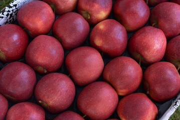 Lots of red apples. Apples background