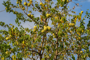 Gelendzhik. Large round fruits on the branches of 