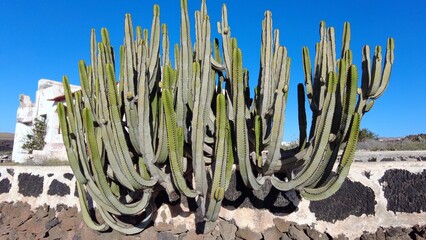Amazing cactus big succulent plant in volcanic landscape near a home Lanzarote, Spain 