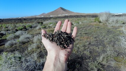 sand and black lava stone of volcanic origin held in hand - the lava soil is very fertile - organic...