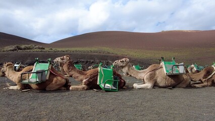 Fototapeta premium Europe, Spain, Canary Islands , Lanzarote 2023 Visitors sit atop a dromedary camels to tour a unique, volcanic landscape in Timanfaya National Park desert dunes 