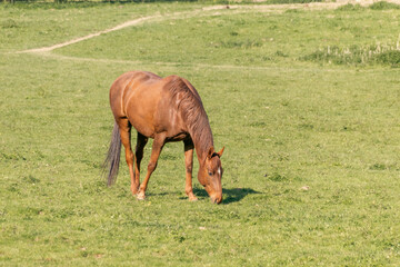 Obraz premium horse grazing in a meadow