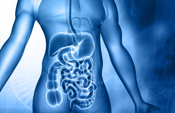 Human body digestive system anatomy. 3d illustration..