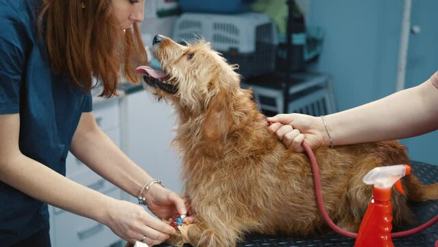 Female veterinarian taking blood sample and examining a dog in clinic.