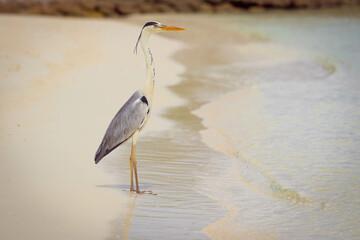 Great gray heron bird staying on the beach
