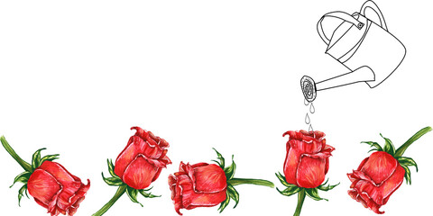 Banner innaffiare rose rosse, illustrazione isolata su sfondo bianco © sommaria