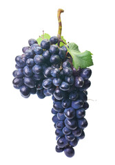 Bunch grapes isolated on white