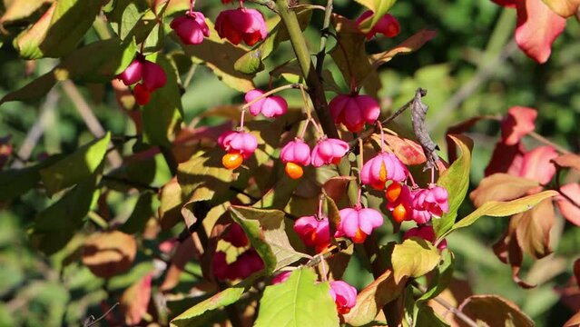 Bright unique pink flowers with fruits of a spindle bush, also called Euonymus europaeus or european spindle tree