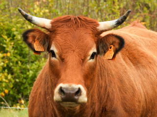 limousin cow on a pasture