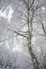 Beautiful tree with lots of snow on the branches of the tree during winter, low angle view