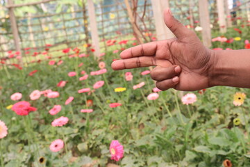 gerbera flower farm with finger sign for deaf