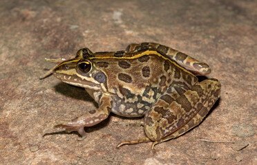 Common river frog (Amietia delalandii), also known as drakensberg river frog, or sani pass frog, a species of southern African river frog