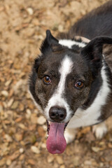 close-up of a border collie with its tongue out in thirsty condition
