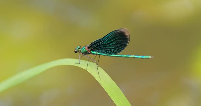 Beautiful demoiselle (Calopteryx virgo) is a European damselfly belonging to the family Calopterygidae. It is often found along fast-flowing waters where it is most at home.