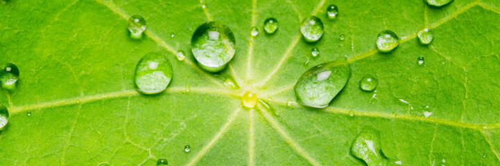 Drops of water pearl off a leaf with a lotus effect