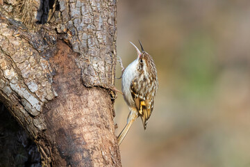 Short-toed tree creeper (Certhia brachydactyla) on the branch. A small passerine bird found in woodlands through much of the warmer regions of Europe and into north Africa.