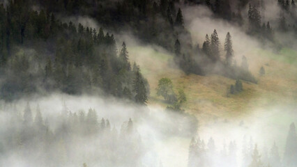 Foggy morning on a clearing in the Tatra Mountains