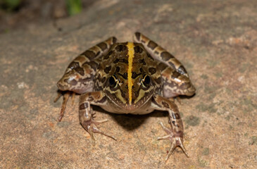Common river frog (Amietia angolensis)	