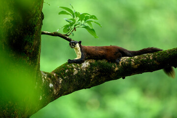 A black giant squirrel or Malayan giant squirrel (Ratufa bicolor) resting on a thick mossy branch of a silk cotton tree 