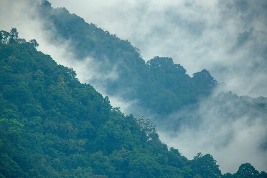 Clouds over pristine montane forests at Indo-Bhutan border 