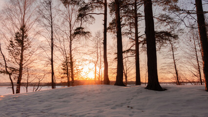 Scene in the winter forest on the lake. At sunset or sunrise.