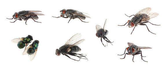 Collage with different common flies on white background