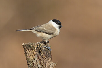 Marsh tit (Poecile palustris) is a passerine bird in the tit family. Sitting on a branch.