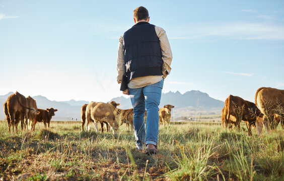 Man, farm and herd of animals in the countryside for agriculture, travel or natural environment. Male farmer walking on grass field with livestock, cattle or cows for nature, growth or sustainability
