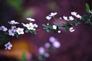 春の訪れとユキヤナギの白い花