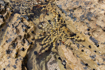 Close up of Neptune's necklace in a shallow water, New Zealand.