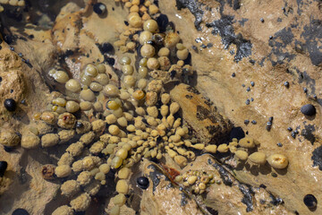 Close up of Neptune's necklace in a shallow water, New Zealand.