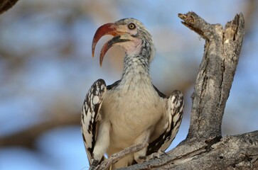 Portrait of a southern red-billed hornbill, Etosha NP