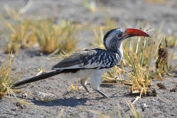 Portrait of a southern red-billed hornbill, Etosha NP