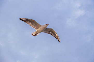 Seagulls flying in the sky at sunset. Bird shot at the golden hour. seabirds, seagulls. Close-up high resolution seagull shot.